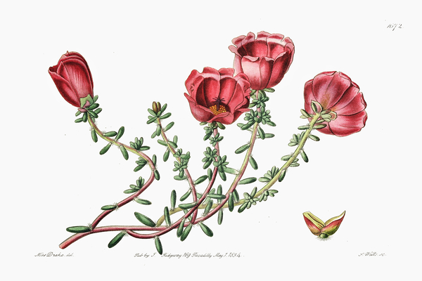 Dr. Gillies purslane from Edwards Botanical Register 1829-1847  by Sydenham Edwards John Lindley and James Ridgway. by IStockHistory com