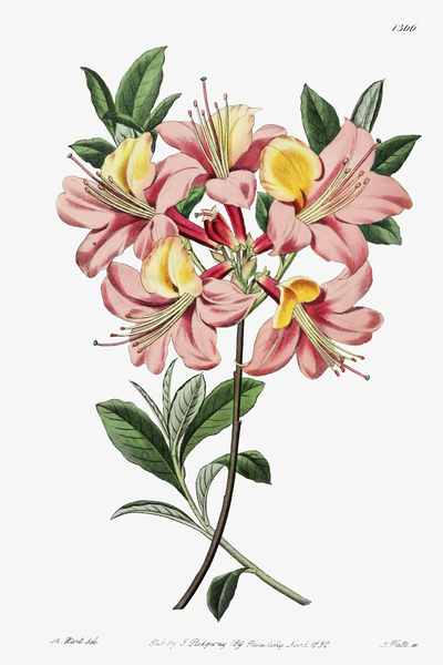 Changeable pontic azalea from Edwards Botanical Register 1829-1847  by Sydenham Edwards John Lindley and James Ridgway. by IStockHistory com