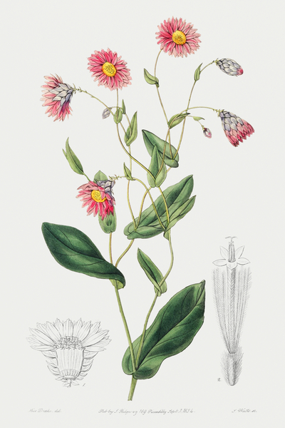 Captain Mangles rhodanthe from Edwards Botanical Register 1829-1847  by Sydenham Edwards John Lindley and James Ridgway. by IStockHistory com