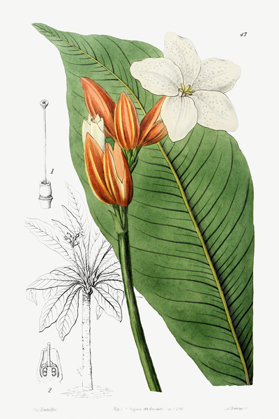 Brasilian red-coat from Edwards Botanical Register 1829-1847  by Sydenham Edwards John Lindley and James Ridgway. by IStockHistory com