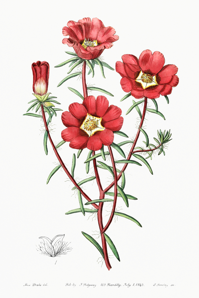 Portulaca splendens from Edwards Botanical Register 1829-1847  by Sydenham Edwards John Lindley and James Ridgway. by IStockHistory com