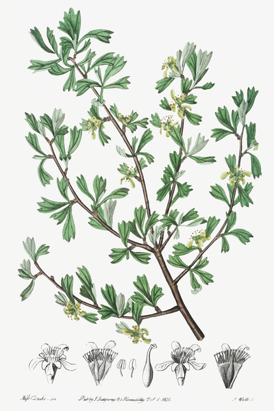 Tthree-toothed purshia from Edwards Botanical Register 1829-1847  by Sydenham Edwards John Lindley and James Ridgway. by IStockHistory com