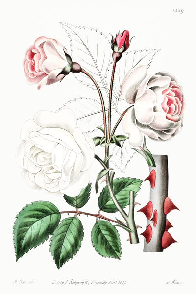The ruga rose from Edwards Botanical Register 1829-1847  by Sydenham Edwards John Lindley and James Ridgway. by IStockHistory com