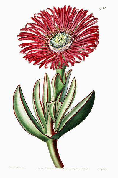 Red-Edged Fig Marigold from Edwards Botanical Register 1829-1847  by Sydenham Edwards John Lindley and James Ridgway. by IStockHistory com