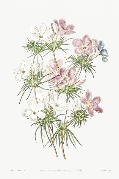 Thick-flowered slender-tube from Edwards Botanical Register 1829-1847  by Sydenham Edwards John Lindley and James Ridgway. by IStockHistory com