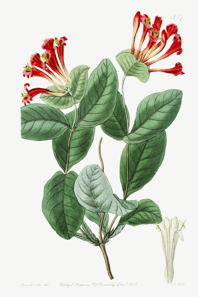 The north-west honeysuckle from Edwards Botanical Register 1829-1847  by Sydenham Edwards John Lindley and James Ridgway. by IStockHistory com