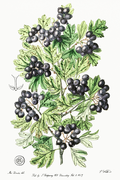 Hairy leaved black hawthorn from Edwards Botanical Register 1829-1847  by Sydenham Edwards John Lindley and James Ridgway. by IStockHistory com