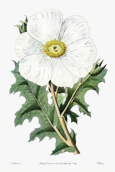 Large-flowered Mexican poppy from Edwards Botanical Register 1829-1847  by Sydenham Edwards John Lindley and James Ridgway. by IStockHistory com
