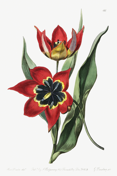 Strong smelling tulip from Edwards Botanical Register 1829-1847  by Sydenham Edwards John Lindley and James Ridgway. by IStockHistory com