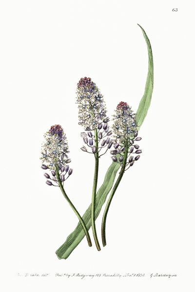 Meadow squill from Edwards Botanical Register 1829-1847  by Sydenham Edwards John Lindley and James Ridgway. by IStockHistory com