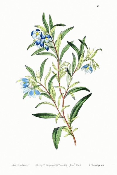 Narrow leaved sollya from Edwards Botanical Register 1829-1847  by Sydenham Edwards John Lindley and James Ridgway. by IStockHistory com