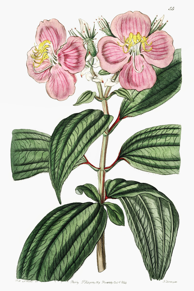 Starry osbeckia from Edwards Botanical Register 1829-1847  by Sydenham Edwards John Lindley and James Ridgway. by IStockHistory com