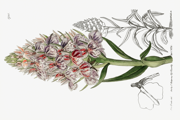 Leafy spiked orchis from Edwards Botanical Register 1829-1847  by Sydenham Edwards John Lindley and James Ridgway. by IStockHistory com