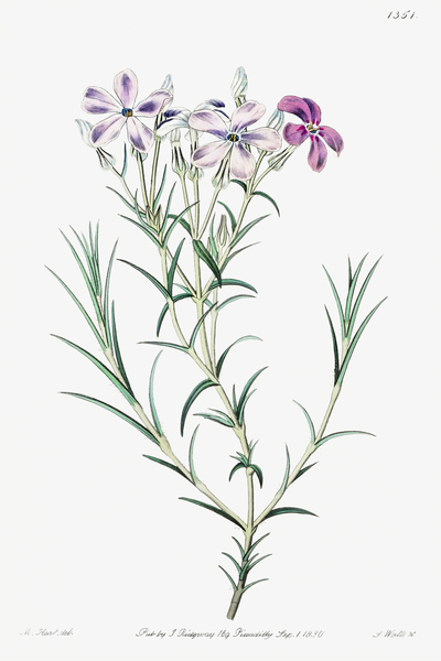 Shewy phlox from Edwards Botanical Register 1829-1847  by Sydenham Edwards John Lindley and James Ridgway. by IStockHistory com