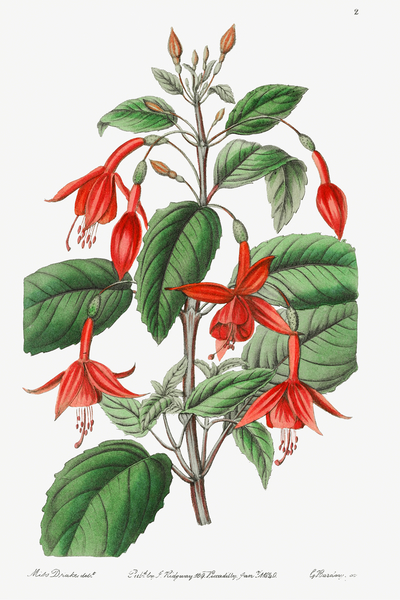 Standishs fuchsia from Edwards Botanical Register 1829-1847  by Sydenham Edwards John Lindley and James Ridgway. by IStockHistory com