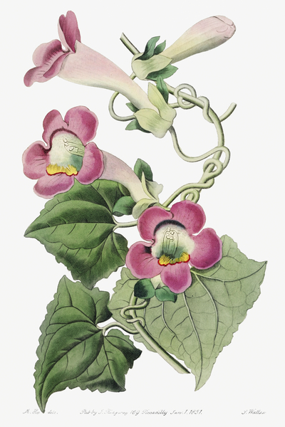 Blushing lophospermum from Edwards Botanical Register 1829-1847  by Sydenham Edwards John Lindley and James Ridgway. by IStockHistory com