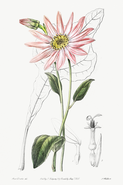 Mr. Dicksons echinacea from Edwards Botanical Register 1829-1847  by Sydenham Edwards John Lindley and James Ridgway. by IStockHistory com