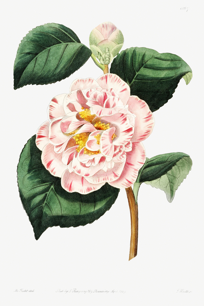Grays invincible camellia from Edwards Botanical Register 1829-1847  by Sydenham Edwards John Lindley and James Ridgway. by IStockHistory com
