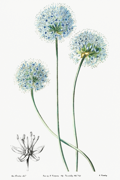 Blue leek from Edwards Botanical Register 1829-1847  by Sydenham Edwards John Lindley and James Ridgway. by IStockHistory com