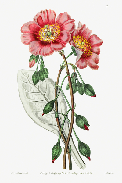 Discolored calandrinia from Edwards Botanical Register 1829-1847  by Sydenham Edwards John Lindley and James Ridgway. by IStockHistory com