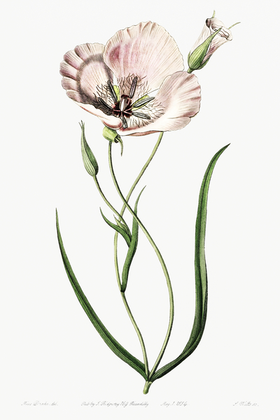 atiny calochortus from Edwards Botanical Register 1829-1847  by Sydenham Edwards John Lindley and James Ridgway. by IStockHistory com