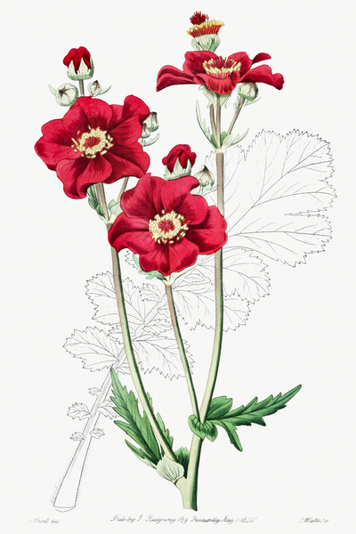 Chilian Guem from Edwards Botanical Register 1829-1847  by Sydenham Edwards John Lindley and James Ridgway. by IStockHistory com