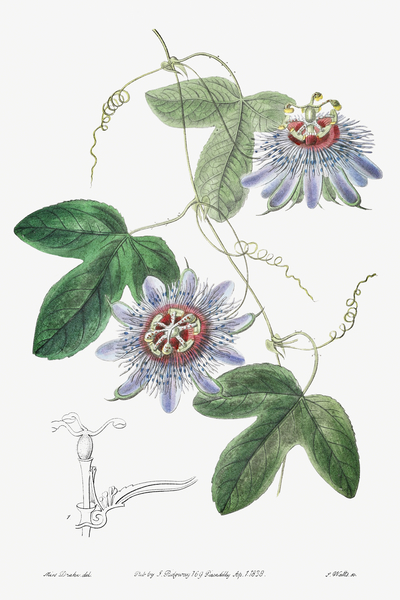 Lieut. sullivans passion-flower from Edwards Botanical Register 1829-1847  by Sydenham Edwards John Lindley and James Ridgway. by IStockHistory com