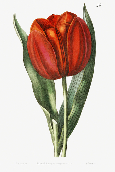 Gesners tulip from Edwards Botanical Register 1829-1847  by Sydenham Edwards John Lindley and James Ridgway. by IStockHistory com