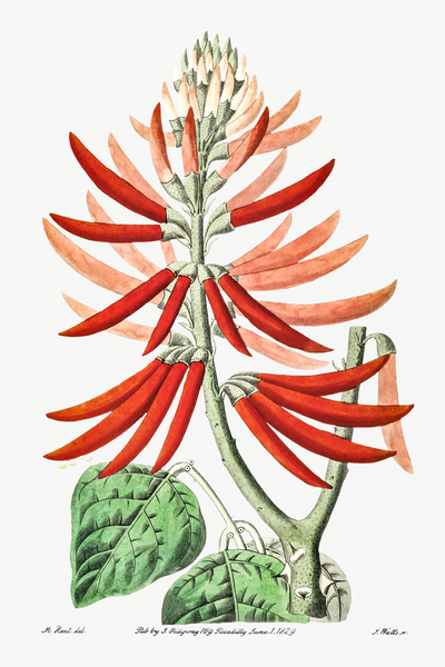 Naked-flowering Erythrina from Edwards Botanical Register 1829-1847  by Sydenham Edwards John Lindley and James Ridgway. by IStockHistory com