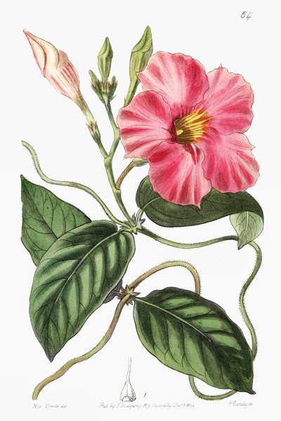 Knob-jointed dipladenia from Edwards Botanical Register 1829-1847  by Sydenham Edwards John Lindley and James Ridgway. by IStockHistory com