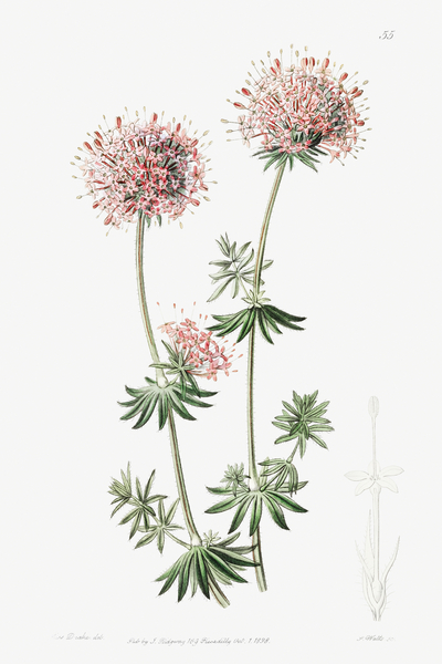Long-styled crucianella from Edwards Botanical Register 1829-1847  by Sydenham Edwards John Lindley and James Ridgway. by IStockHistory com