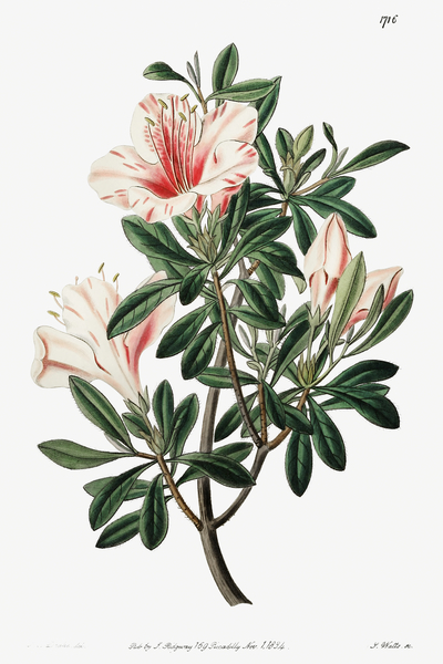 The variegated Chinese azalea from Edwards Botanical Register 1829-1847  by Sydenham Edwards John Lindley and James Ridgway. by IStockHistory com