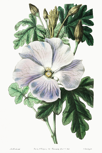 Mrs. Wrays hibiscus from Edwards Botanical Register 1829-1847  by Sydenham Edwards John Lindley and James Ridgway. by IStockHistory com