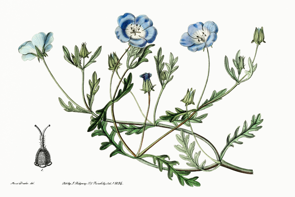 Shewy nemophila from Edwards Botanical Register 1829-1847  by Sydenham Edwards John Lindley and James Ridgway. by IStockHistory com
