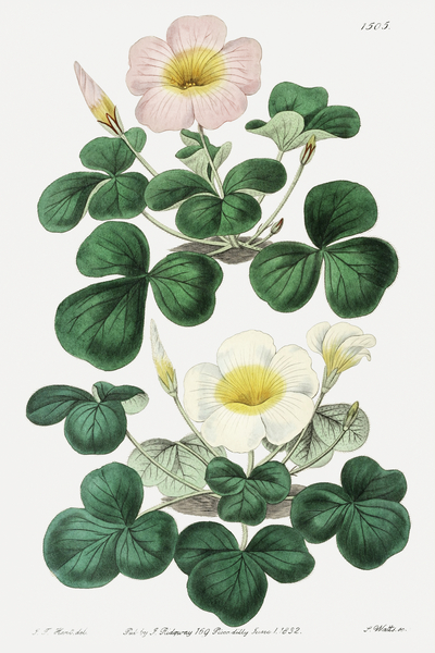 Variable oxalis from Edwards Botanical Register 1829-1847  by Sydenham Edwards John Lindley and James Ridgway. by IStockHistory com
