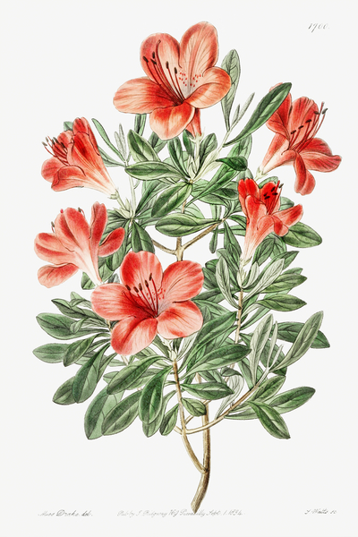 The brick-red Chinese azalea from Edwards Botanical Register 1829-1847  by Sydenham Edwards John Lindley and James Ridgway. by IStockHistory com