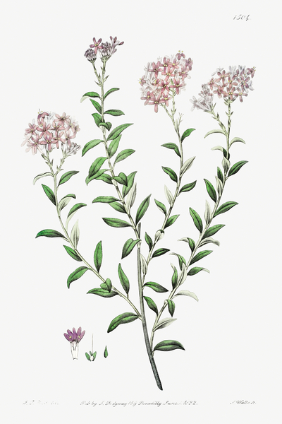 Dr. Gills selago from Edwards Botanical Register 1829-1847  by Sydenham Edwards John Lindley and James Ridgway. by IStockHistory com