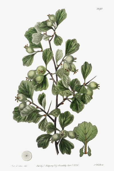 Spathula-leaved thorn from Edwards Botanical Register 1829-1847  by Sydenham Edwards John Lindley and James Ridgway. by IStockHistory com