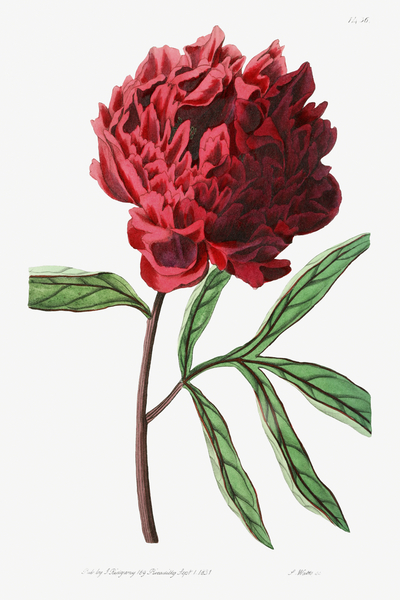 Potts Chinese peony from Edwards Botanical Register 1829-1847  by Sydenham Edwards John Lindley and James Ridgway. by IStockHistory com