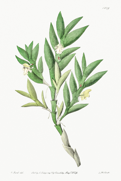Two-edged dendrobium from Edwards Botanical Register 1829-1847  by Sydenham Edwards John Lindley and James Ridgway. by IStockHistory com