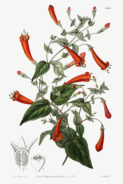 Heart-leaved manettia from Edwards Botanical Register 1829-1847  by Sydenham Edwards John Lindley and James Ridgway. by IStockHistory com