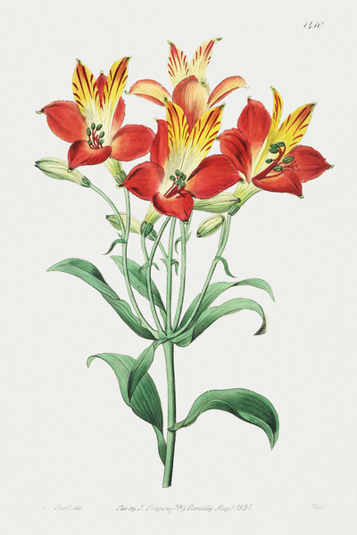 red speckled-flowered Alstromeria from Edwards Botanical Register 1829-1847  by Sydenham Edwards John Lindley and James Ridgway. by IStockHistory com