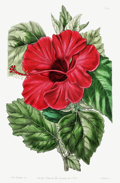 Single-flowered Chinese rose mallow from Edwards Botanical Register 1829-1847  by Sydenham Edwards John Lindley and James Ridgway. by IStockHistory com