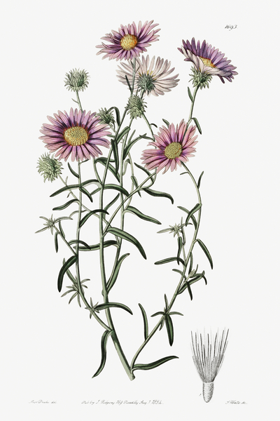 Hoary diplopappus from Edwards Botanical Register 1829-1847  by Sydenham Edwards John Lindley and James Ridgway. by IStockHistory com