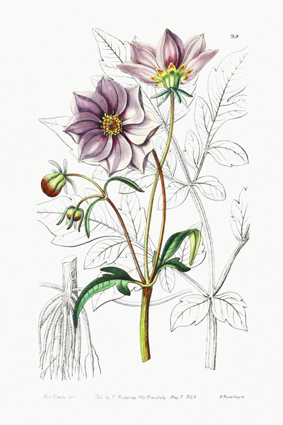 Smooth dwarf dahlia from Edwards Botanical Register 1829-1847  by Sydenham Edwards John Lindley and James Ridgway. by IStockHistory com