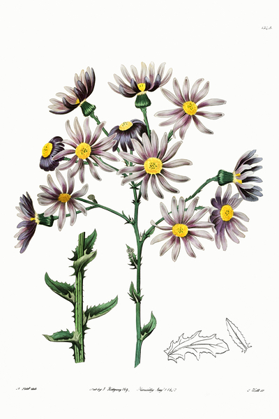 Lilac senecio from Edwards Botanical Register 1829-1847  by Sydenham Edwards John Lindley and James Ridgway. by IStockHistory com