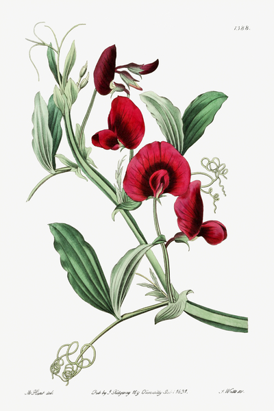 The tangier pea from Edwards Botanical Register 1829-1847  by Sydenham Edwards John Lindley and James Ridgway. by IStockHistory com