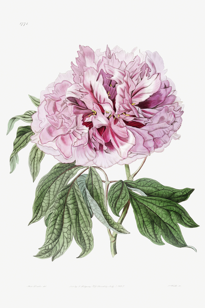 Double red curled tree peony from Edwards Botanical Register 1829-1847  by Sydenham Edwards John Lindley and James Ridgway. by IStockHistory com