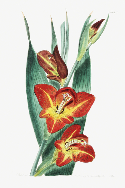 The parrot gladiole from Edwards Botanical Register 1829-1847  by Sydenham Edwards John Lindley and James Ridgway. by IStockHistory com
