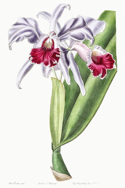 Crimson-lipped cattleya from Edwards Botanical Register 1829-1847  by Sydenham Edwards John Lindley and James Ridgway. by IStockHistory com